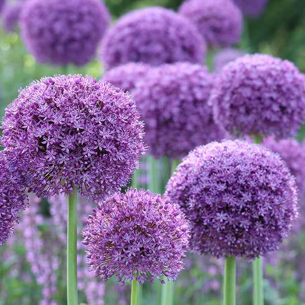 Gladiator Allium