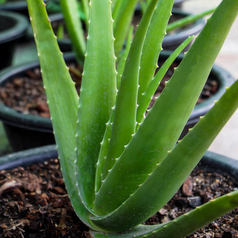 Aloe Vera