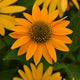 Artisan Yellow Ombre Coneflower