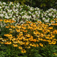 Artisan Yellow Ombre Coneflower