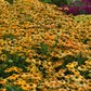 Artisan Yellow Ombre Coneflower