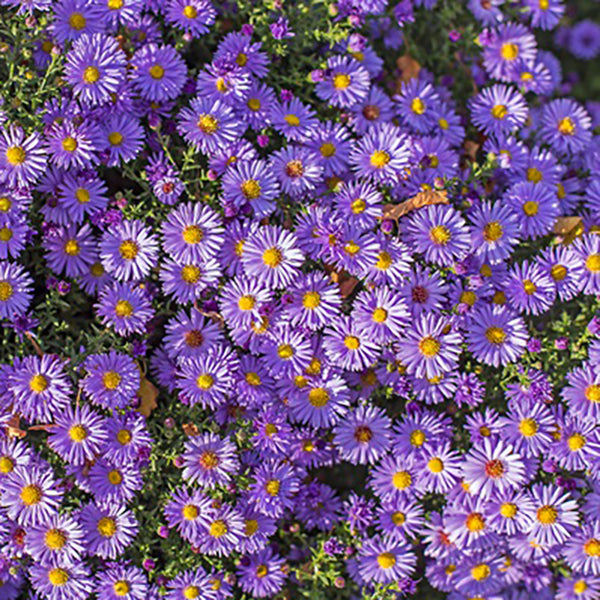 Island Barbados Aster