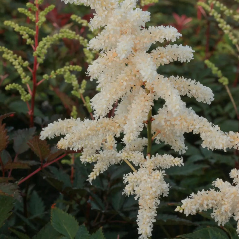 Cappuccino® Astilbe