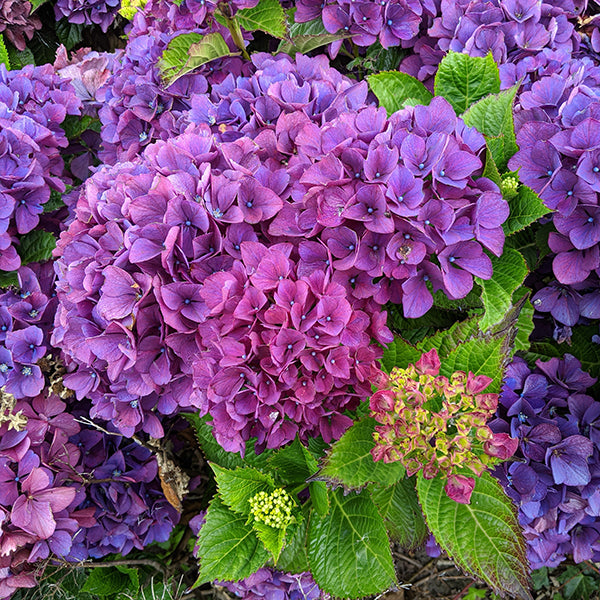 Hydrangea Collection