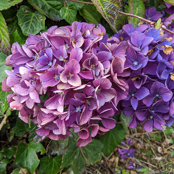 Aarburg Hydrangea