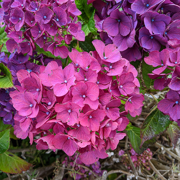 Aarburg Hydrangea