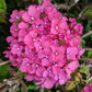 Aarburg Hydrangea