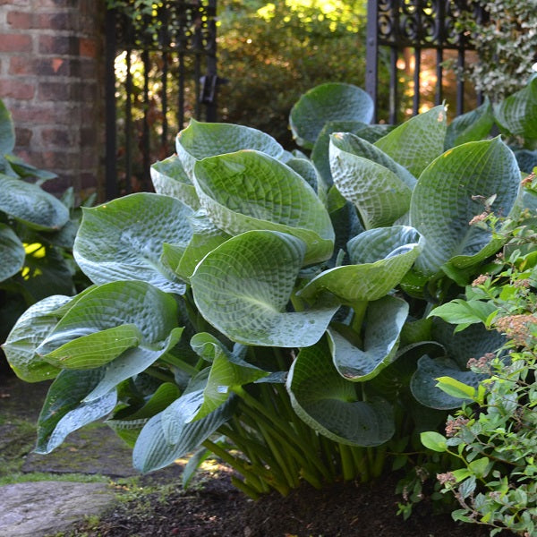 Get them All Hosta Collection