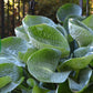 Toothed Wood Fern