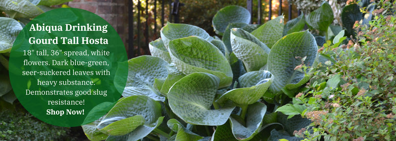 Toothed Wood Fern