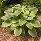 Abiqua Moonbeam Hosta