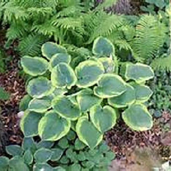 Abiqua Moonbeam Hosta