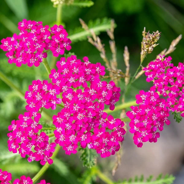 Cerise Queen Yarrow -