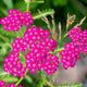 Cerise Queen Yarrow