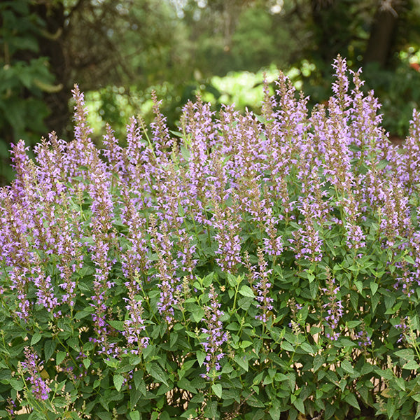 Blue Bayou Hyssop