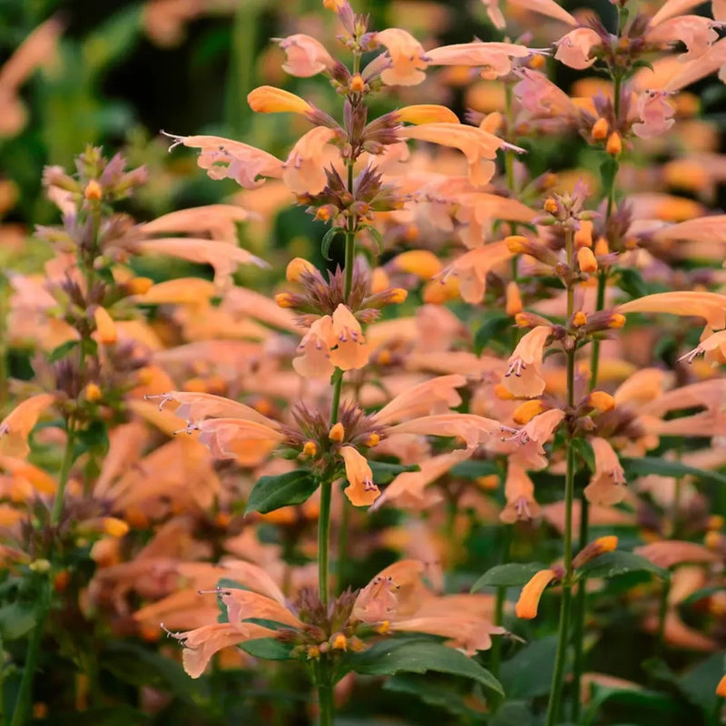 Mango Tango Hyssop