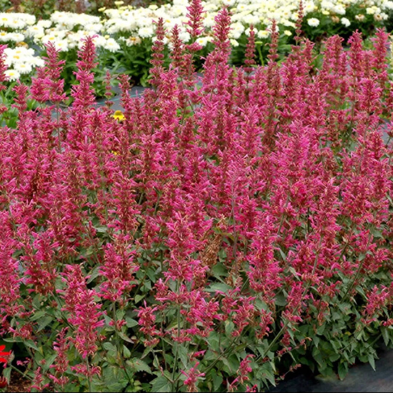 Morello Hyssop