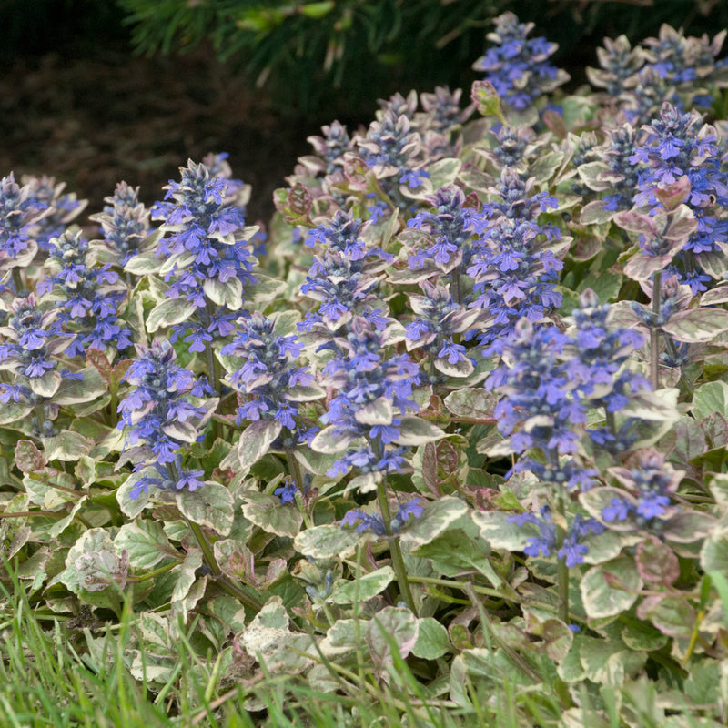 Bronze Beauty Bugleweed