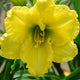 Alaska Queen Daylily