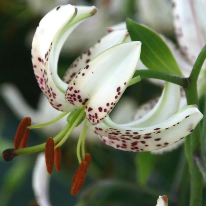 Specialty Lily Collection