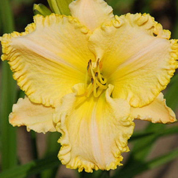 Altogether Lovely Daylily