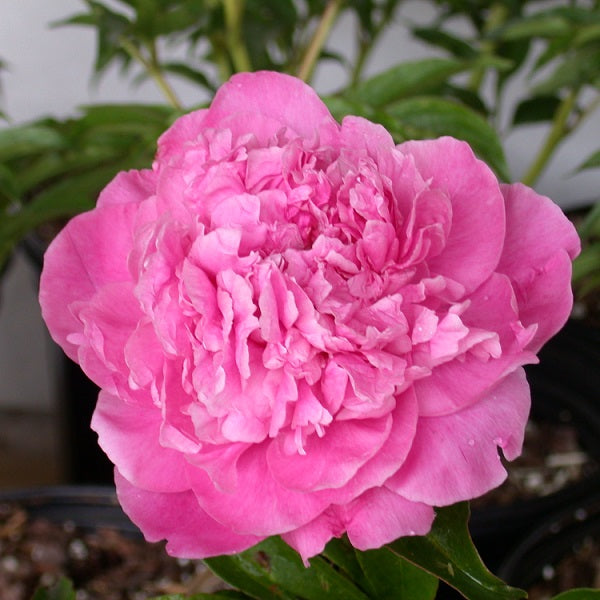 GET THEM ALL PEONY COLLECTION