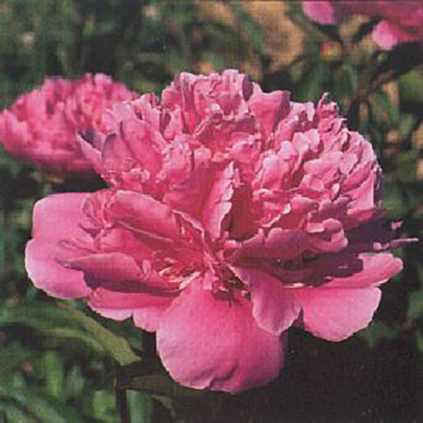 Amabilis Peony