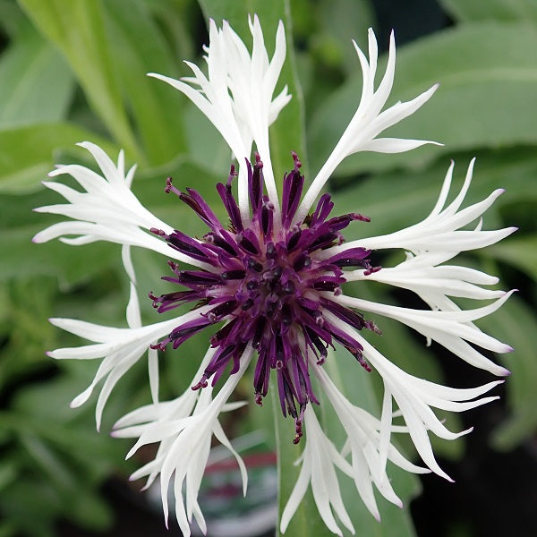 Amethyst in Snow Mountain Cornflower