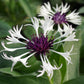 Amethyst in Snow Mountain Cornflower