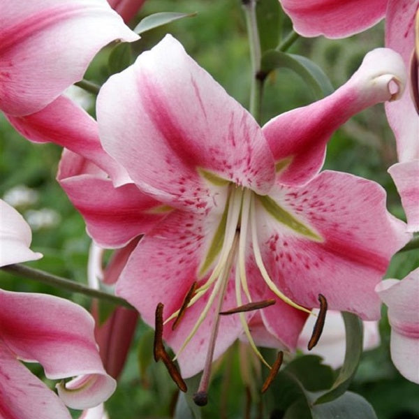 Trumpet Lily Collection