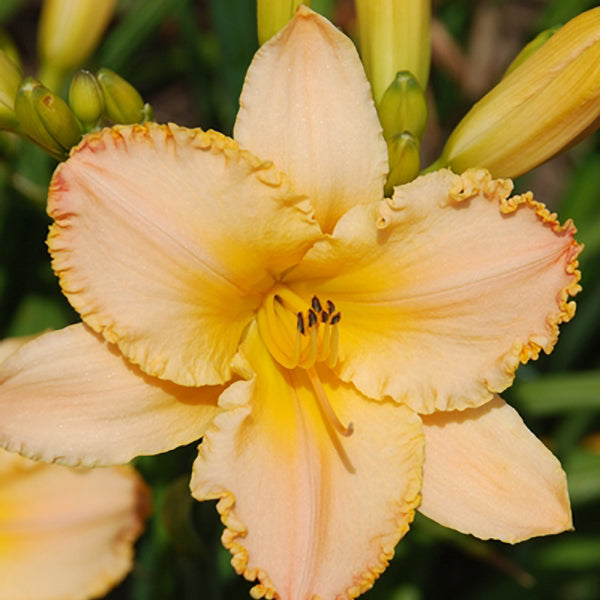 Angel Chiffon Daylily