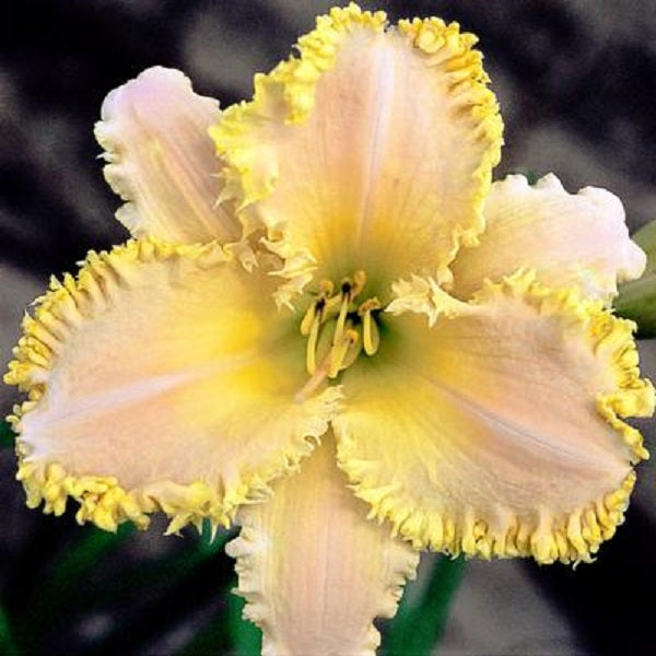 Angelique Fringes Daylily