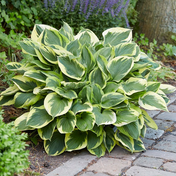 Anne - Medium Hosta