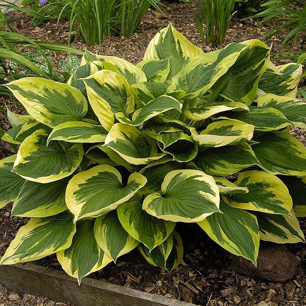 Anne - Medium Hosta