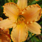 Apricot Petticoats - Daylily