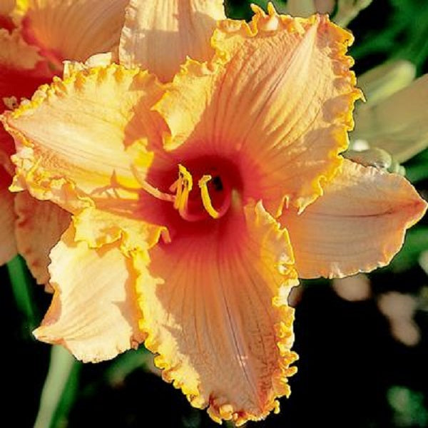 Apricot Praise Premium Daylily