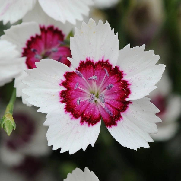 Arctic Fire Dianthus