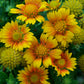 Arizona Apricot Blanket Flower