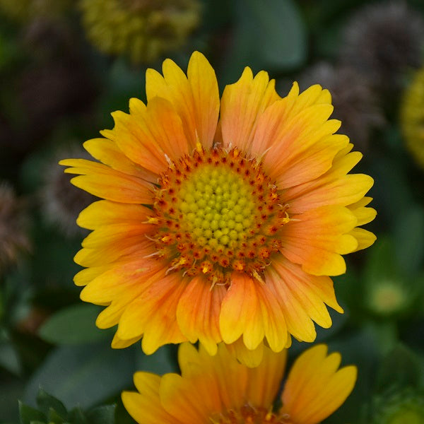 Arizona Apricot Blanket Flower Wild Son