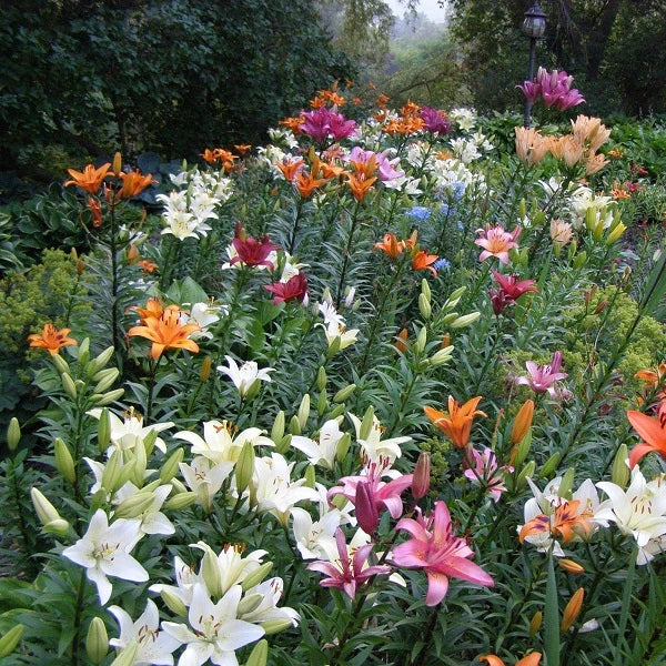 Montebello - Asiatic Lily (3/bag)