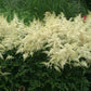 Bridal Veil Astilbe