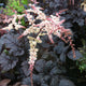 Chocolate Shogun Astilbe