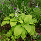 August Moon Hosta