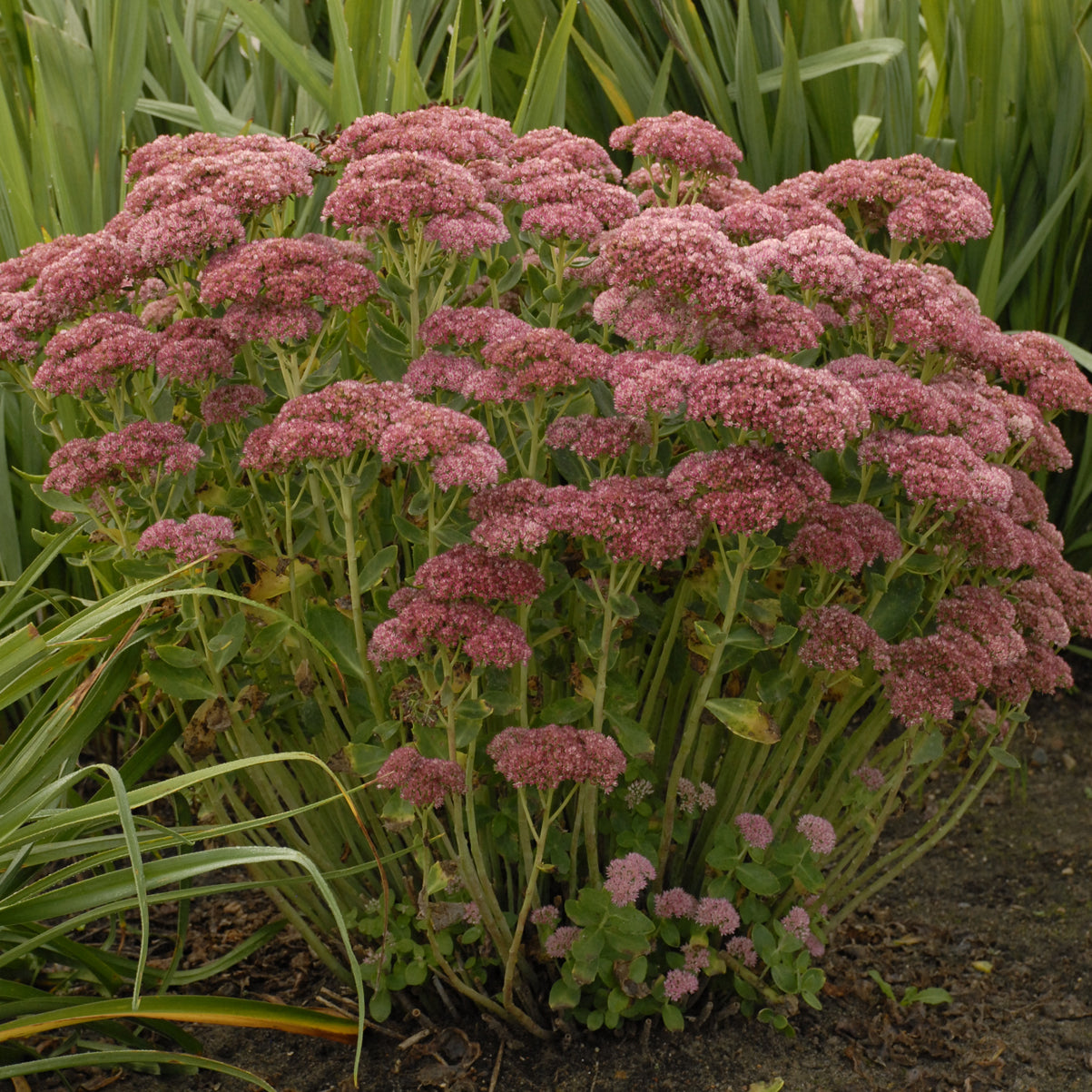 Autumn Fire Sedum