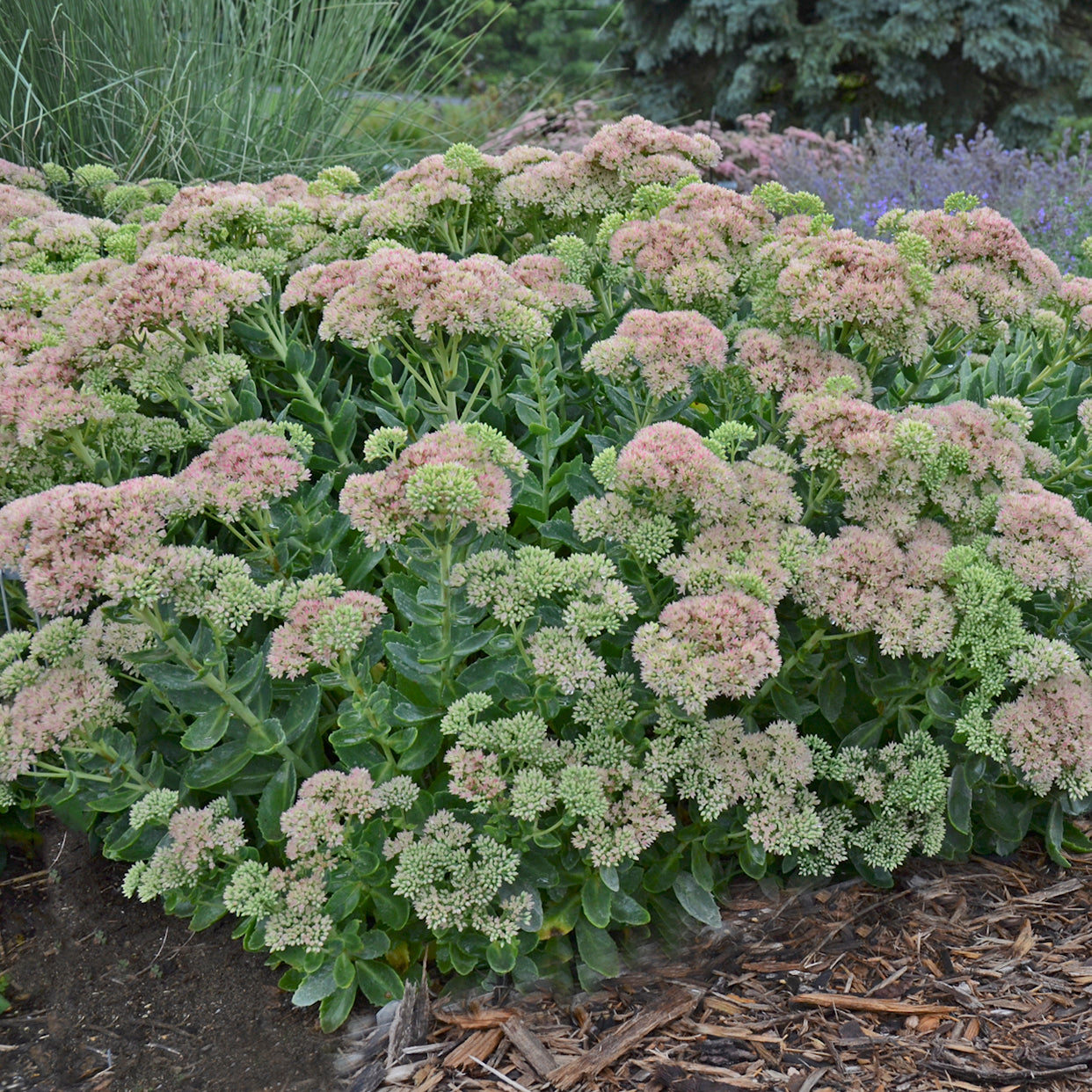 tall sedum succulent Sedum 'Autumn Fire'