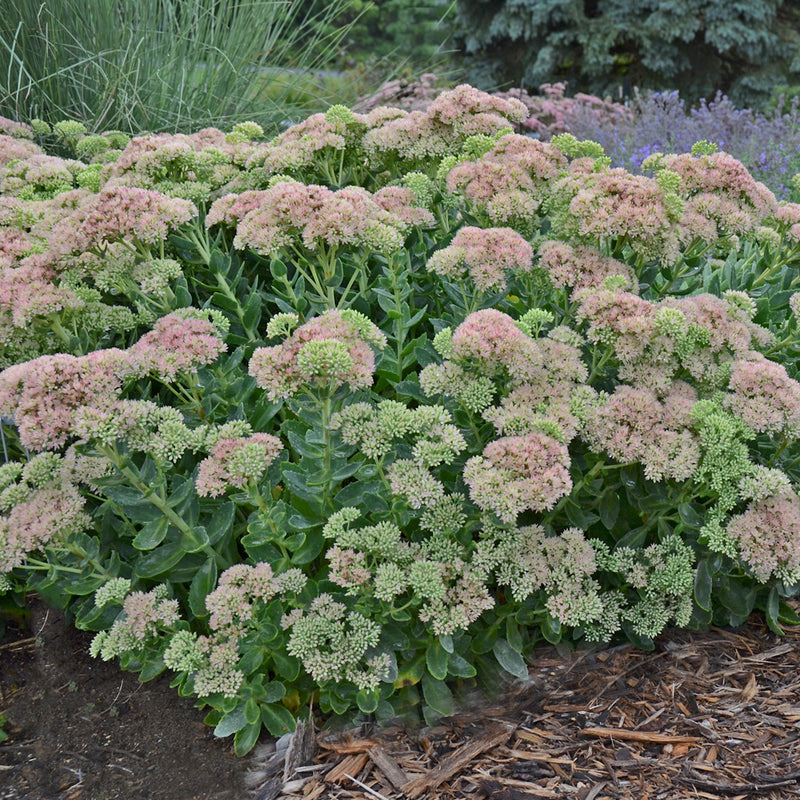 Autumn Fire Sedum