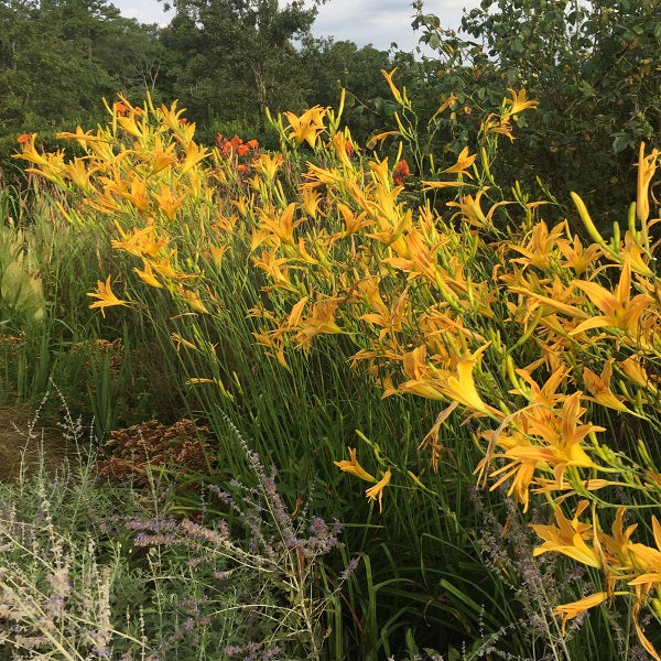 Autumn Minaret - Daylily