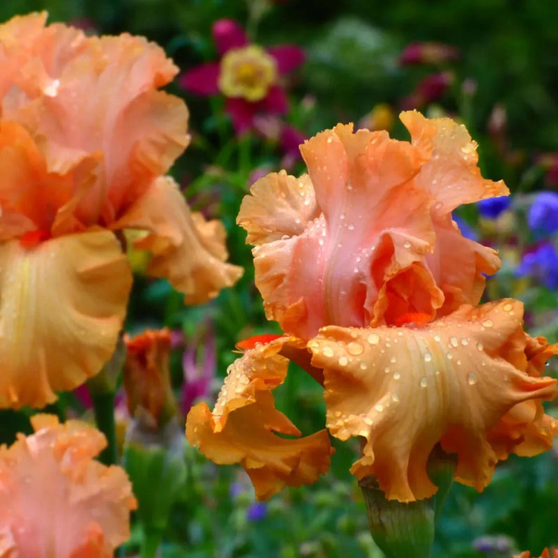 Top Notch Iris Collection