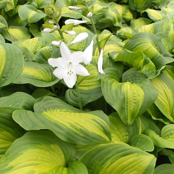 Giant Hosta Collection