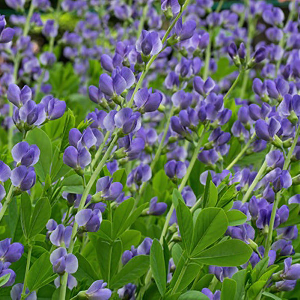 Blue False Indigo